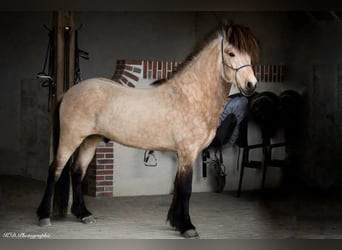 Islandais, Étalon, 14 Ans, 140 cm, Buckskin