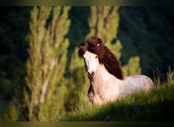 Islandais, Étalon, 14 Ans, 140 cm, Buckskin