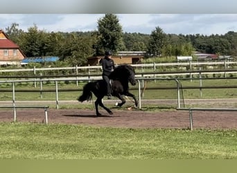 Islandais, Étalon, 14 Ans, 148 cm, Noir