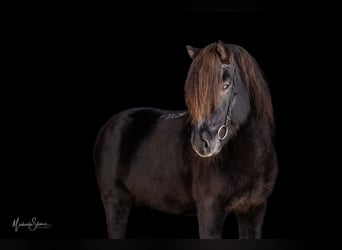 Islandais, Étalon, 16 Ans, 143 cm, Noir