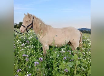 Islandais, Étalon, 1 Année, 140 cm, Perlino
