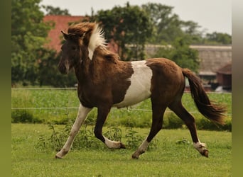 Islandais, Étalon, 1 Année, 140 cm, Pinto
