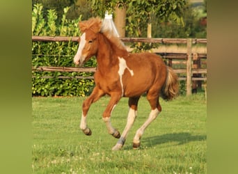 Islandais, Étalon, 1 Année, 140 cm, Pinto