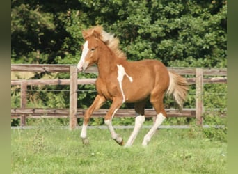 Islandais, Étalon, 1 Année, 140 cm, Pinto