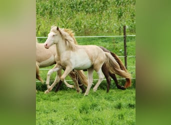 Islandais, Étalon, 1 Année, Palomino