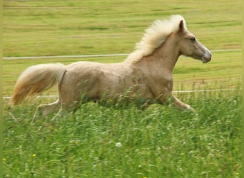 Islandais, Étalon, 1 Année, Palomino