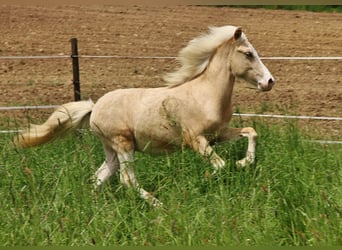 Islandais, Étalon, 1 Année, Palomino