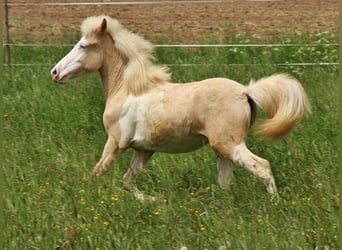 Islandais, Étalon, 1 Année, Palomino