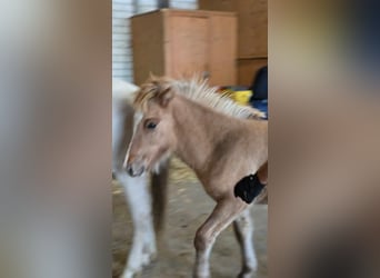 Islandais, Étalon, 1 Année, Peut devenir gris