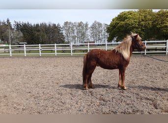 Islandais, Étalon, 2 Ans, 138 cm, Alezan