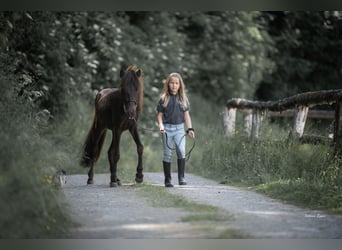 Islandais, Étalon, 2 Ans, 138 cm, Noir