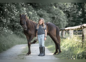 Islandais, Étalon, 2 Ans, 138 cm, Noir