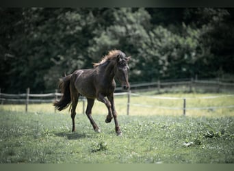 Islandais, Étalon, 2 Ans, 138 cm, Noir