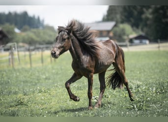 Islandais, Étalon, 2 Ans, 138 cm, Noir