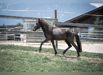 Islandais, Étalon, 2 Ans, 138 cm, Noir