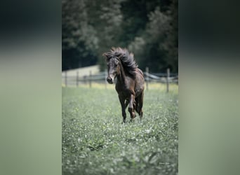 Islandais, Étalon, 2 Ans, 138 cm, Noir