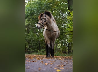 Islandais, Étalon, 2 Ans, 139 cm