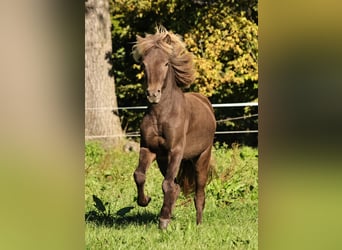 Islandais, Étalon, 2 Ans, 140 cm, Perle