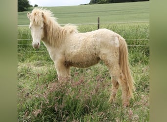 Islandais, Étalon, 2 Ans, 140 cm, Perlino