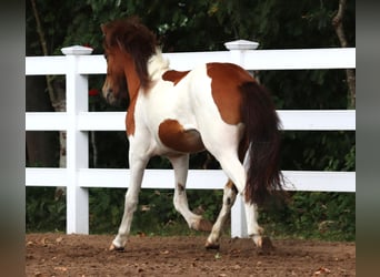 Islandais, Étalon, 2 Ans, Pinto