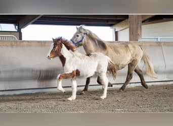 Islandais, Étalon, 2 Ans, Pinto