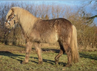 Islandais, Étalon, 3 Ans, 137 cm