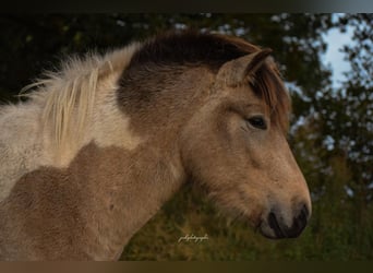 Islandais, Étalon, 3 Ans, 139 cm