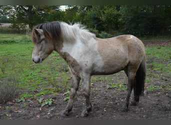Islandais, Étalon, 3 Ans, 139 cm