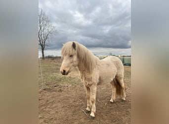 Islandais, Étalon, 3 Ans, 144 cm
