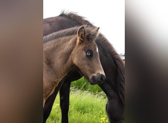Islandais, Étalon, 3 Ans, Bai cerise