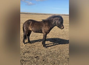 Islandais, Étalon, 3 Ans, Bai cerise