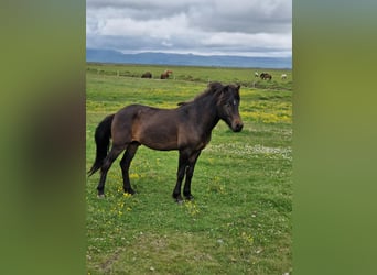 Islandais, Étalon, 3 Ans, Bai cerise