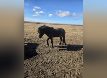 Islandais, Étalon, 3 Ans, Bai cerise