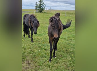 Islandais, Étalon, 3 Ans, Bai cerise