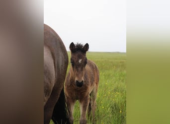 Islandais, Étalon, 3 Ans, Bai cerise