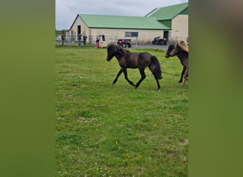 Islandais, Étalon, 3 Ans, Bai cerise