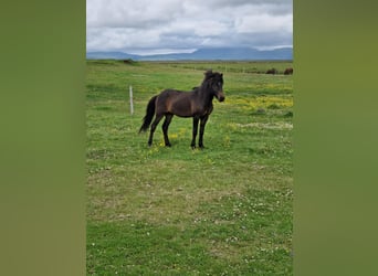 Islandais, Étalon, 3 Ans, Bai cerise