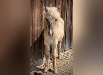 Islandais, Étalon, 3 Ans, Isabelle