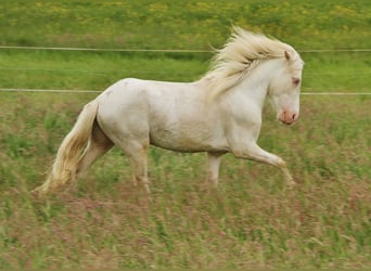 Islandais, Étalon, 4 Ans, 130 cm, Cremello