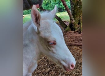 Islandais, Étalon, 4 Ans, 130 cm, Cremello