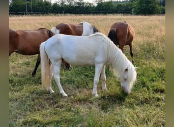 Islandais, Étalon, 4 Ans, 130 cm, Cremello