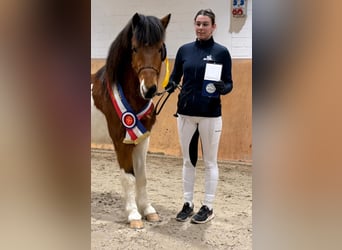 Islandais, Étalon, 4 Ans, 138 cm, Pinto