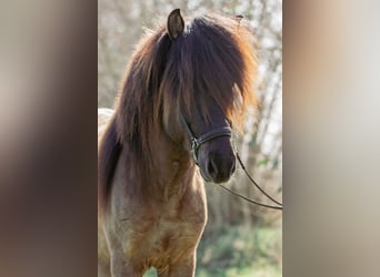 Islandais, Étalon, 4 Ans, 146 cm, Isabelle