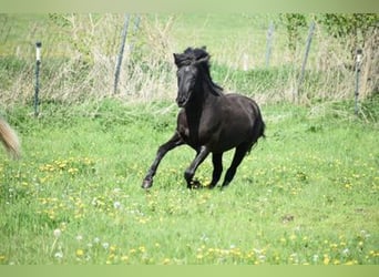 Islandais, Étalon, 4 Ans, 148 cm, Noir