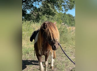 Islandais, Étalon, 5 Ans, 142 cm, Pinto