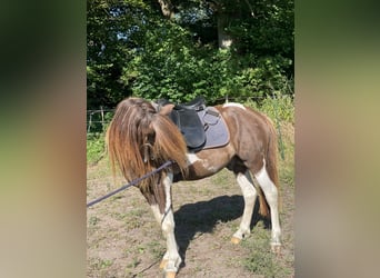 Islandais, Étalon, 5 Ans, 142 cm, Pinto