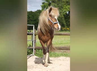 Islandais, Étalon, 6 Ans, 140 cm, Pinto