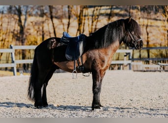 Islandais, Étalon, 6 Ans, 145 cm, Noir