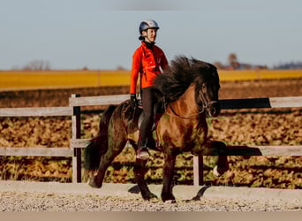 Islandais, Étalon, 6 Ans, 145 cm, Noir
