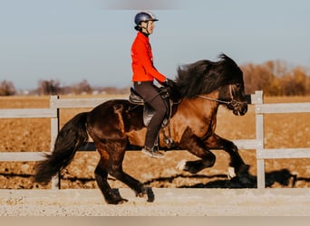 Islandais, Étalon, 6 Ans, 145 cm, Noir